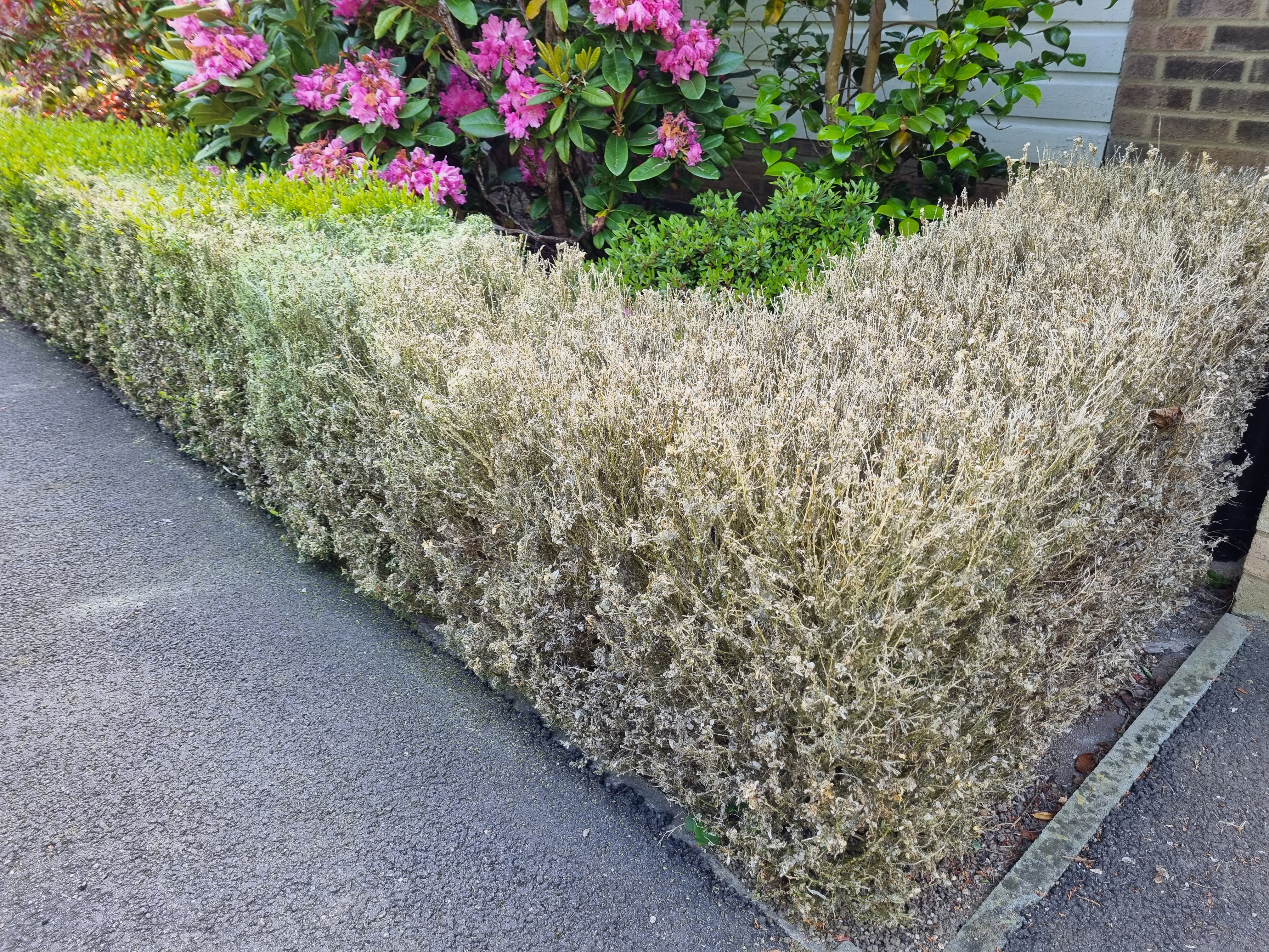 A box hedge defoliated by box caterpillars