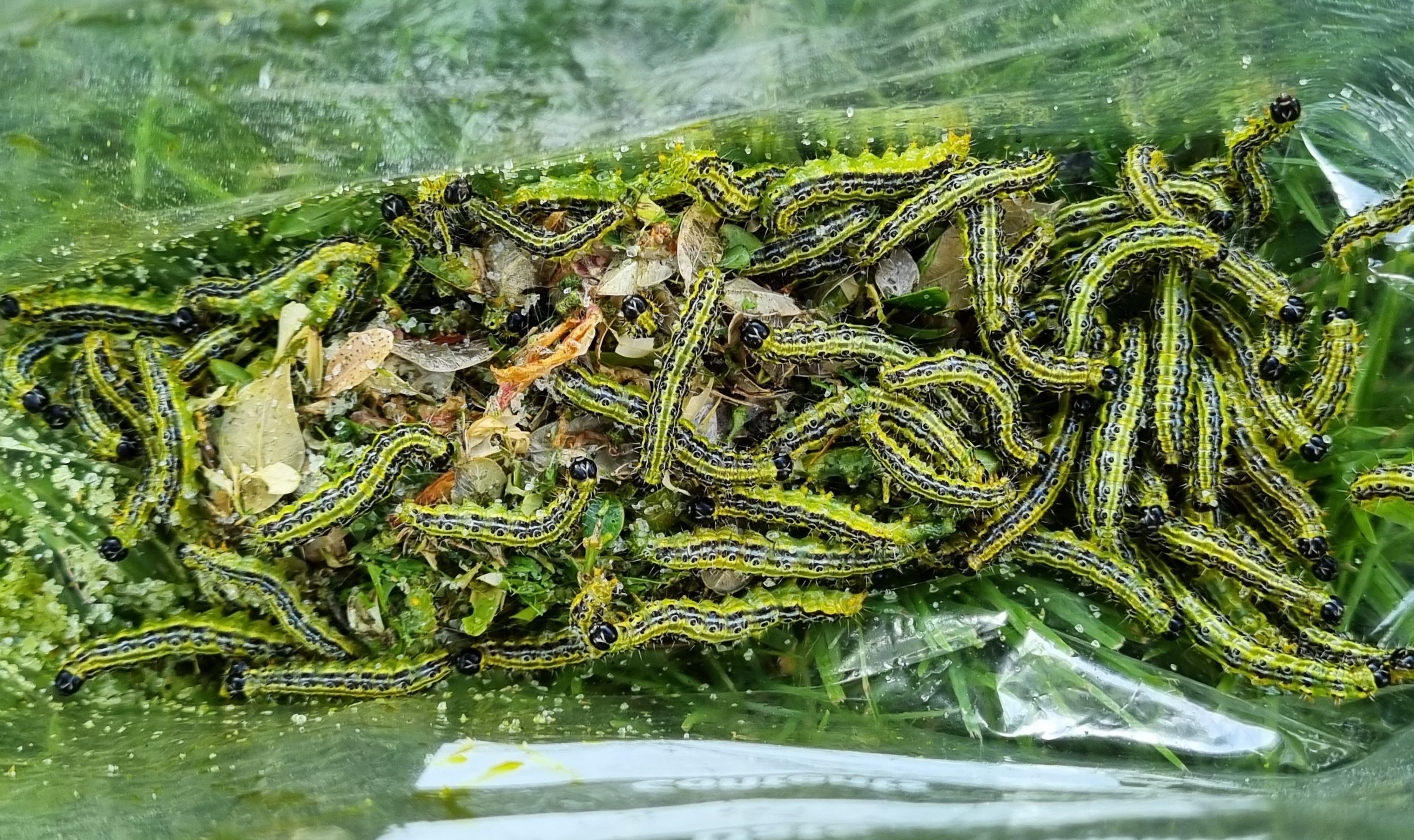 box caterpillars