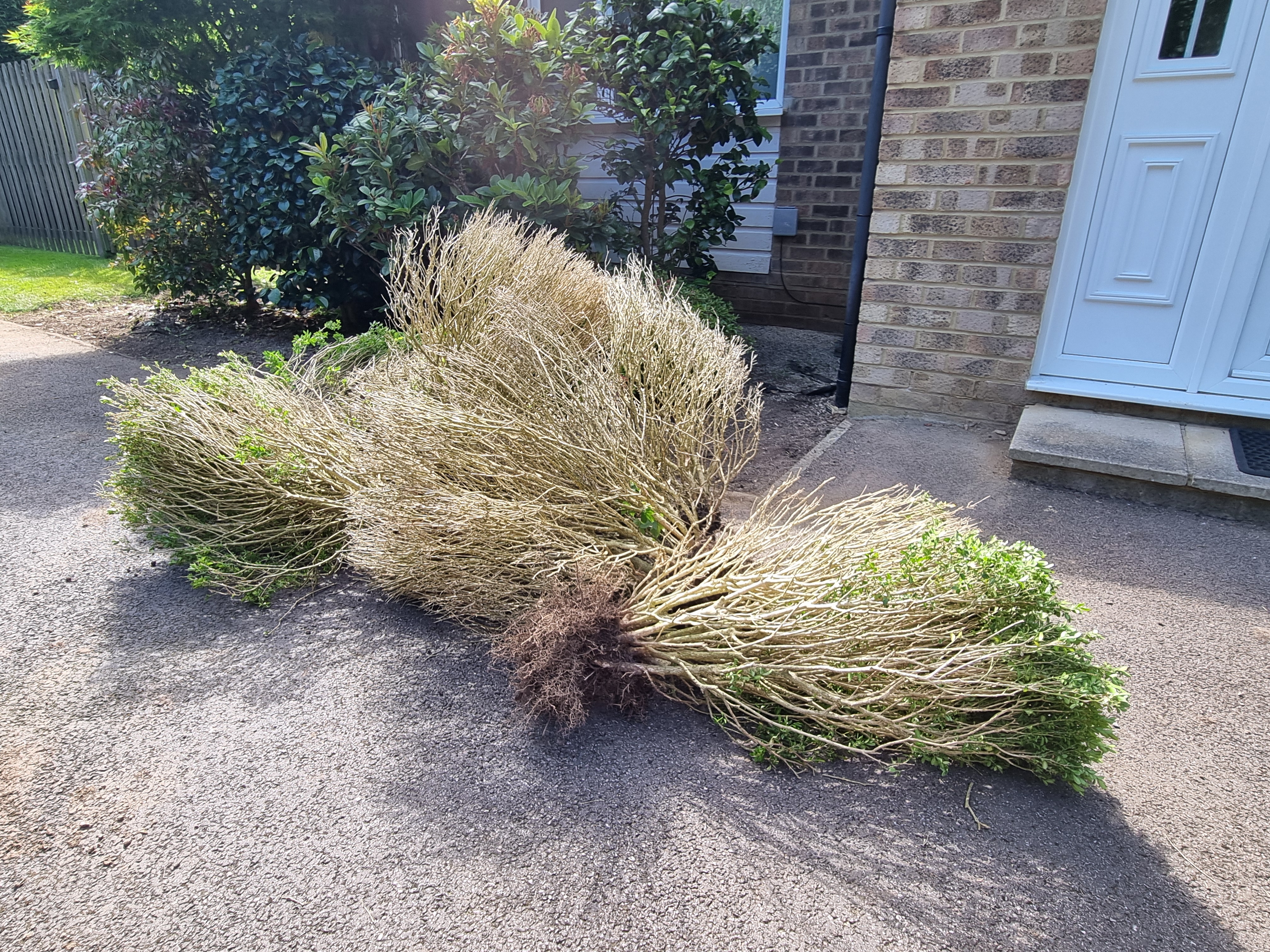 Defoliated box hedge