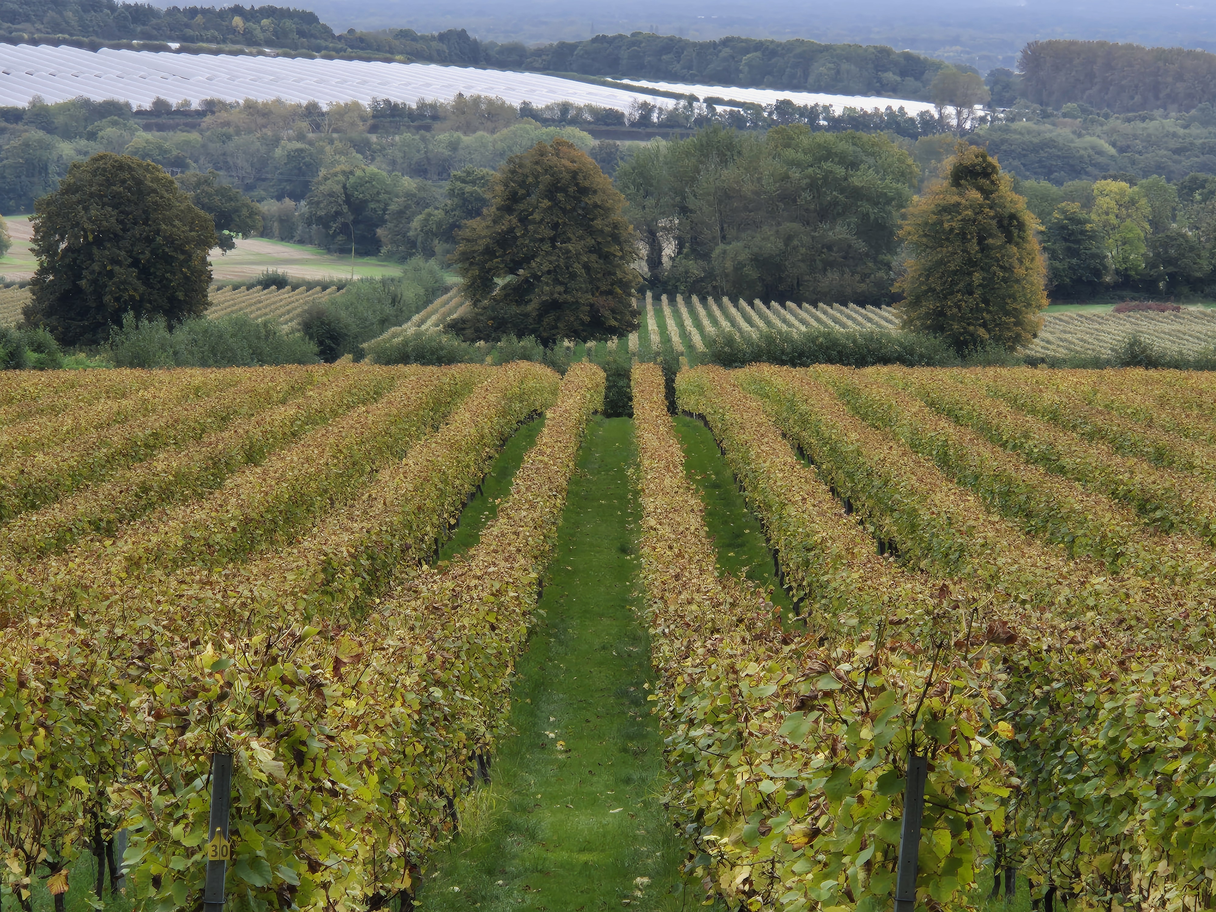 Yotes Court Vineyard in early October.