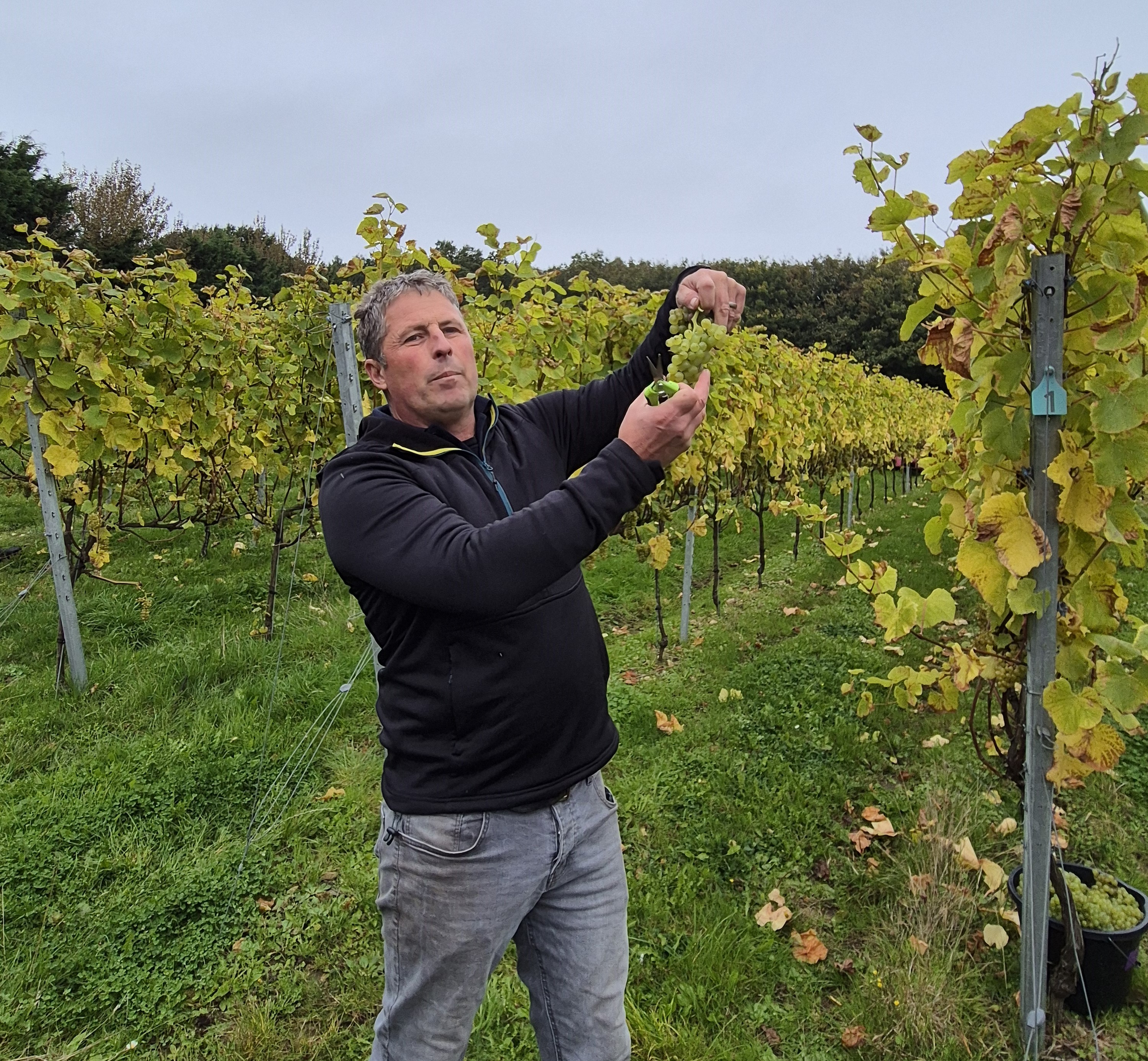 Tony Purdie, Vineyard Manager, showing us how to pick Pinot Blanc.