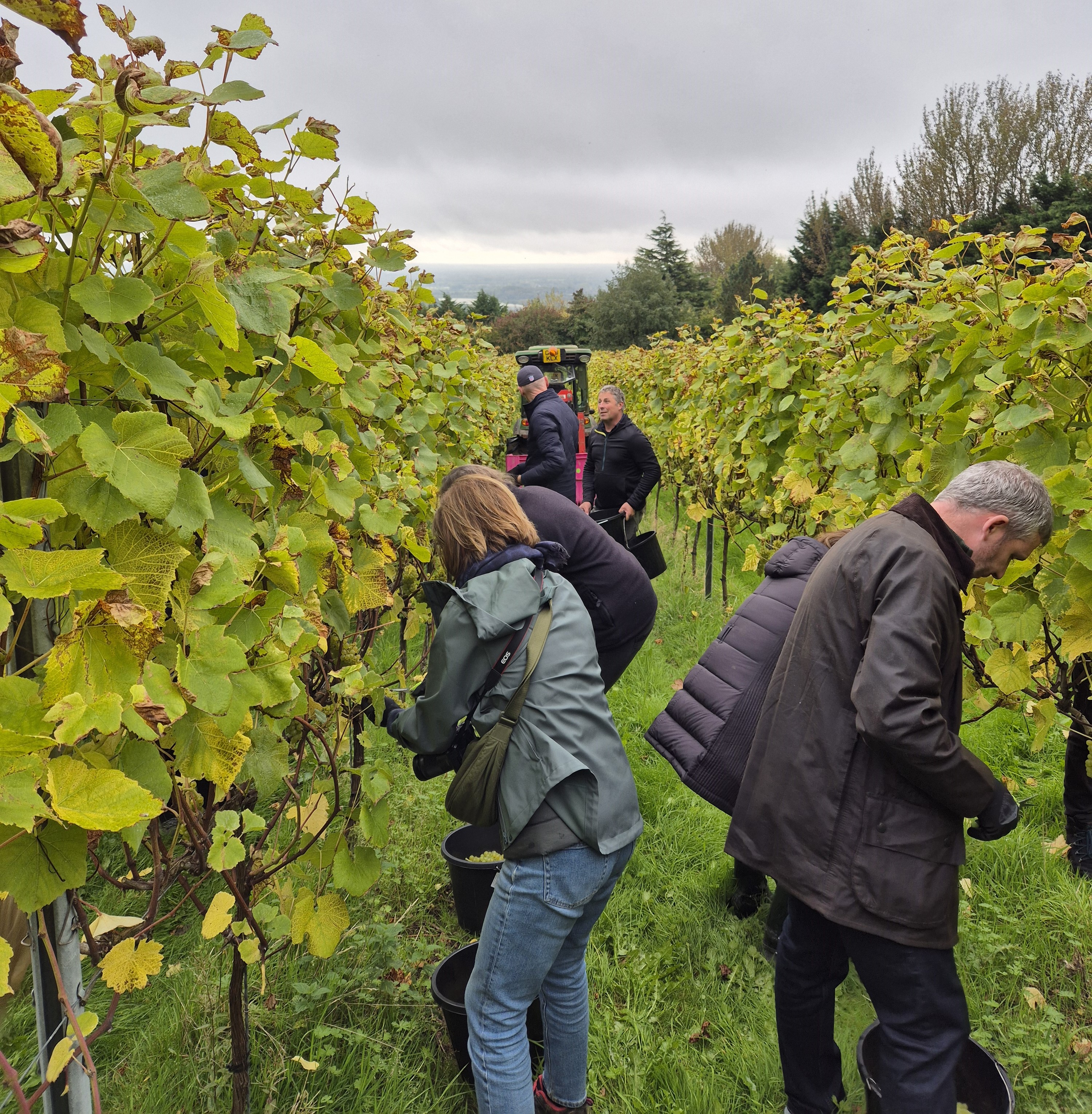 Grape pickers at Yotes Court.