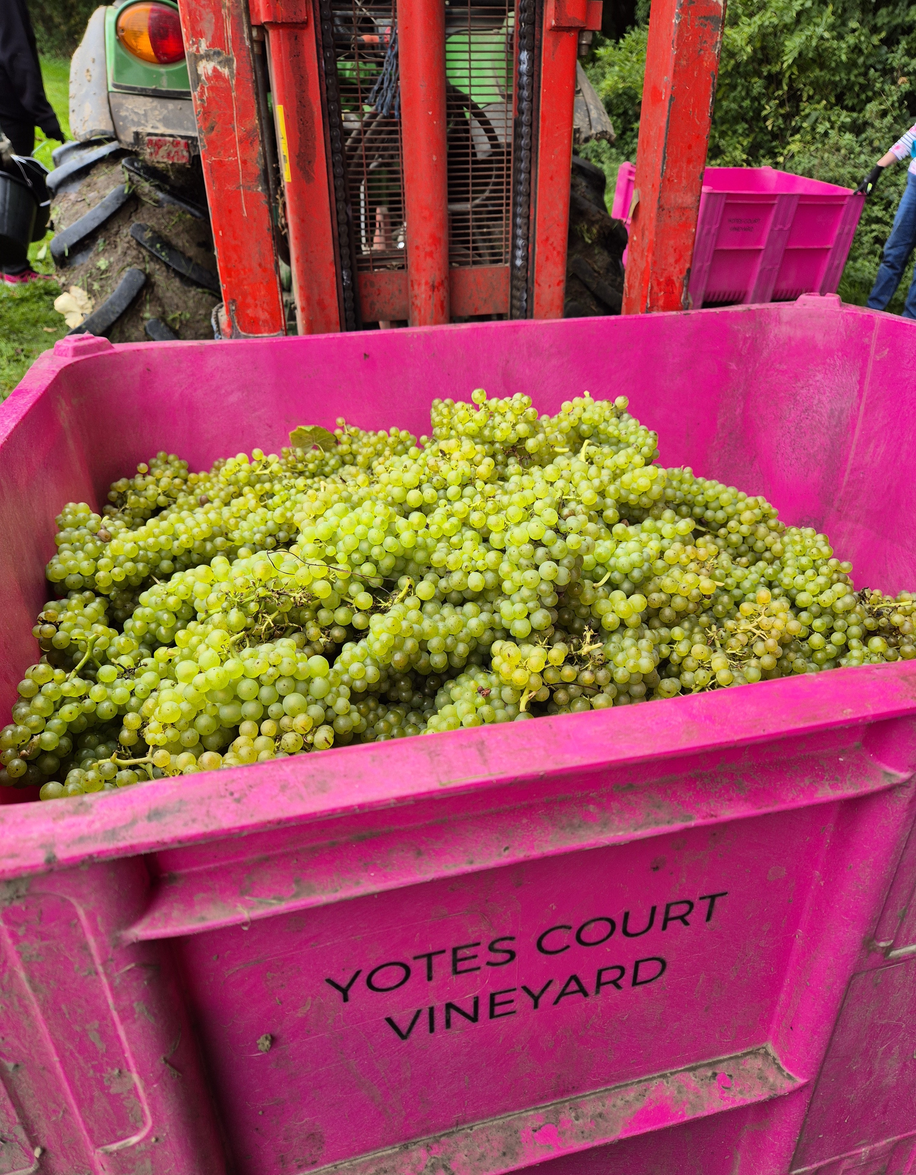 Hopper full of Pinot Blanc grapes.